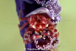 Porcellain crab. Lembeh
Nikon D800 , 105 mscro , two strobo by Marchione Giacomo 